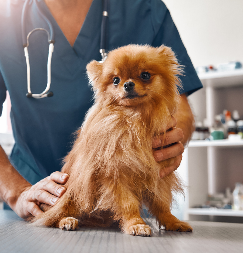 En fin liten hund ska få en undersökning hos veterinären.