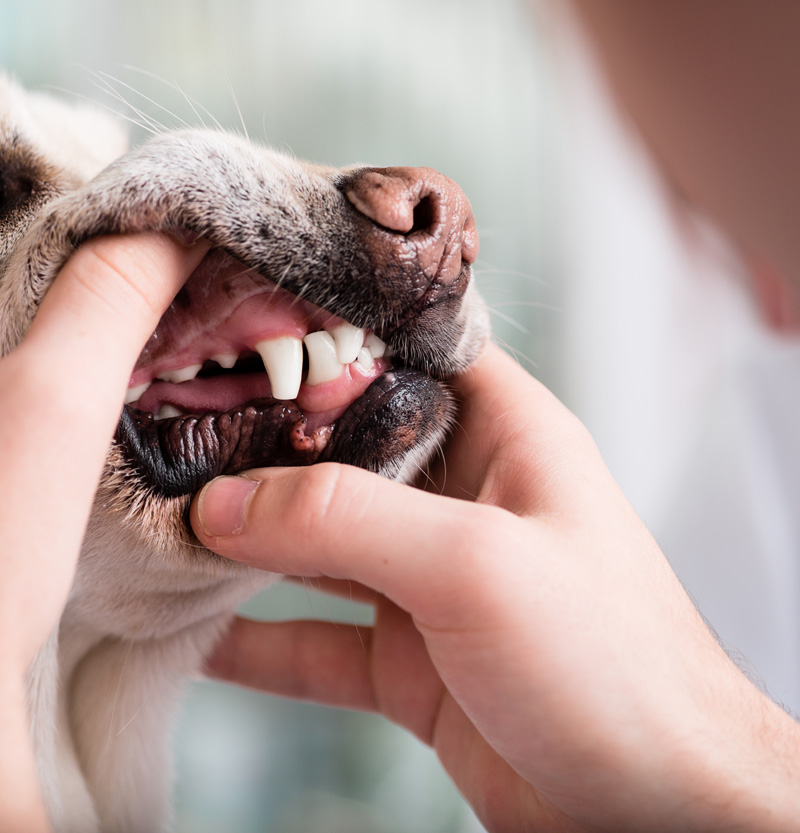 Hund får undersökning av tänder.