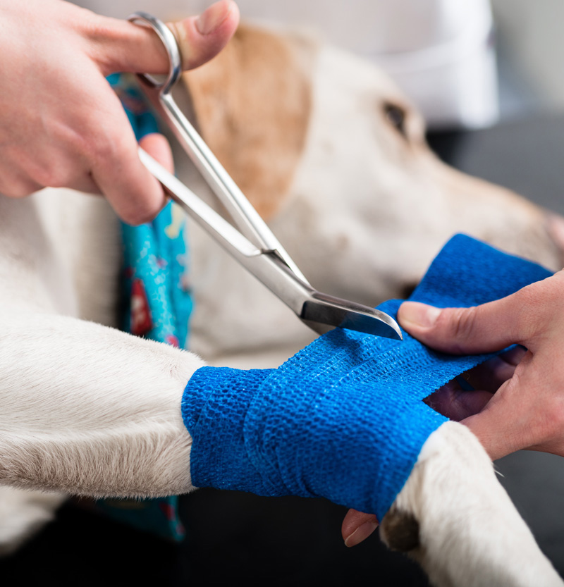 Veterinär i Halmstad tar hand om skadad hund.