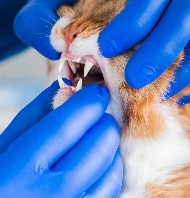 Katt för undersökning av tänder.
